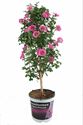 Bild von KP19 Anisodontea  stam Elegance lady